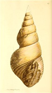 n219_w1150