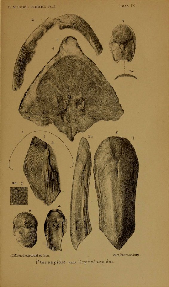 n668_w1150