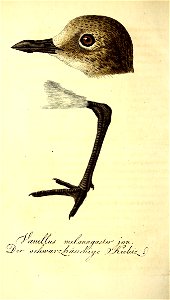n555_w1150