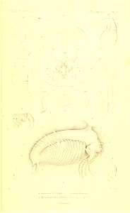 n336_w1150