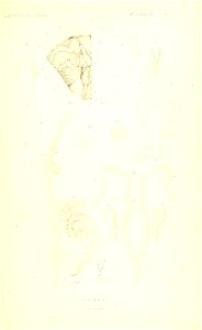 n36_w1150