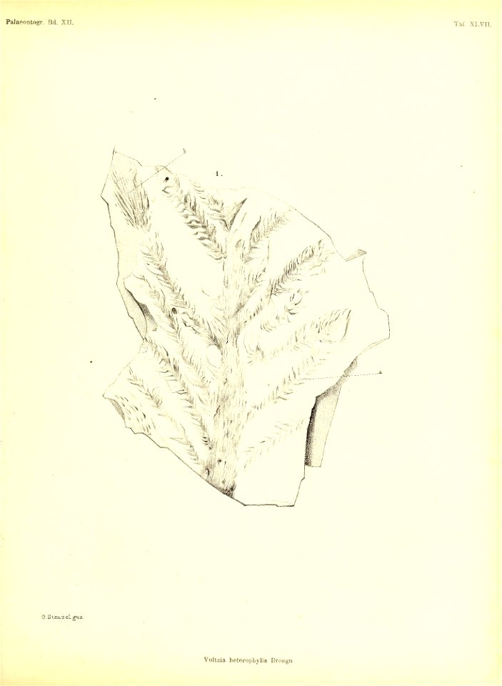 n438_w1150