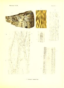 n460_w1150