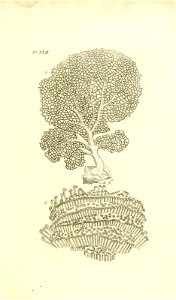 n52_w1150