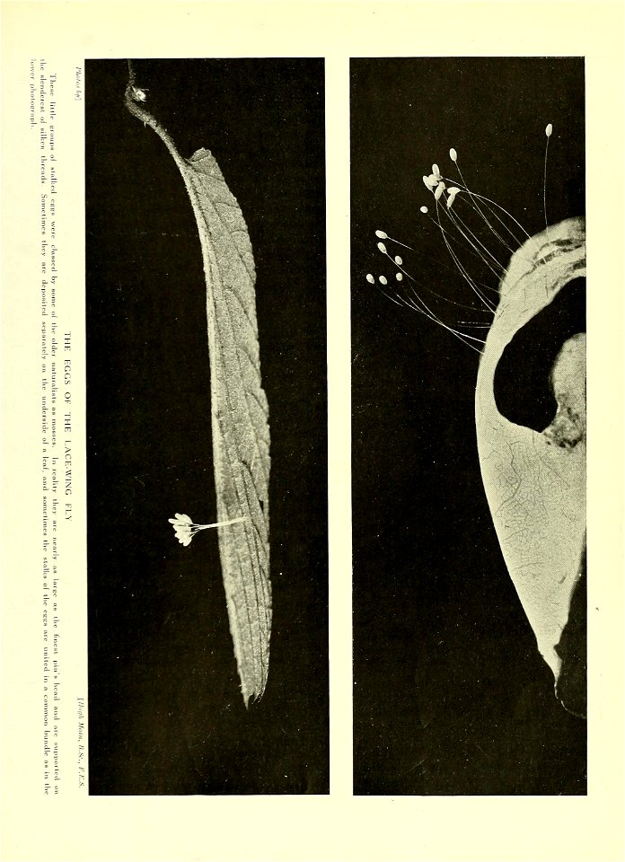 n810_w1150