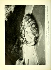 n491_w1150