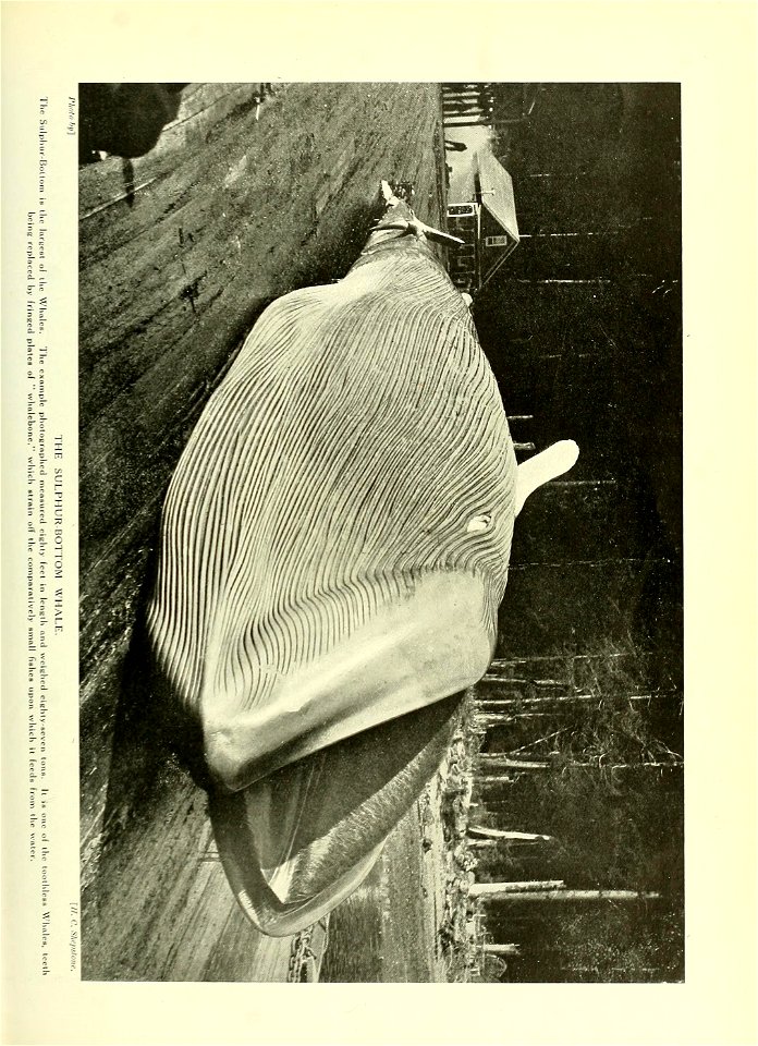n378_w1150