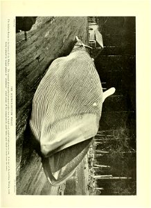 n378_w1150