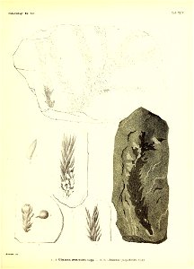 n436_w1150