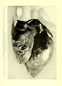 n118_w1150