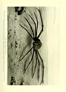 n438_w1150