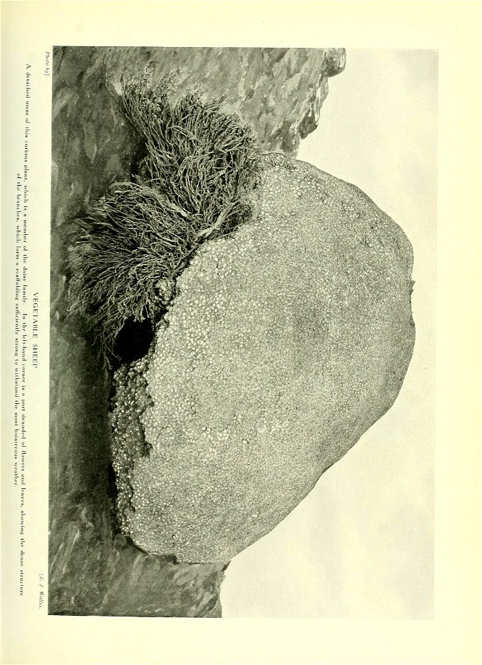 n296_w1150