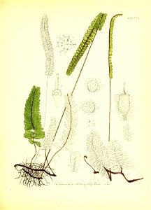 n58_w1150
