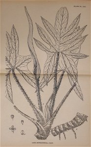 n586_w1150