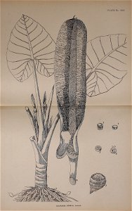 n562_w1150