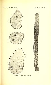 n370_w1150