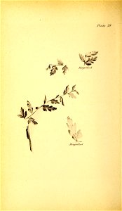 n131_w1150