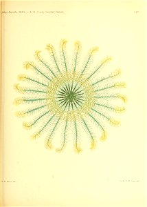 n350_w1150