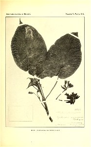 n338_w1150