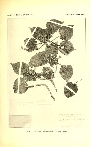 n336_w1150