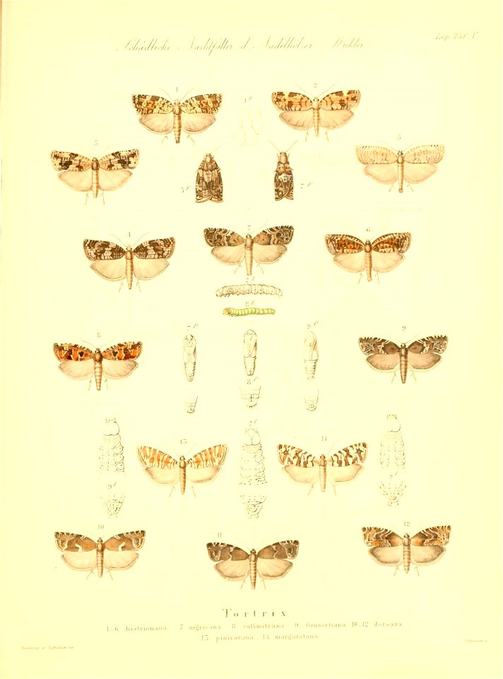 n536_w1150