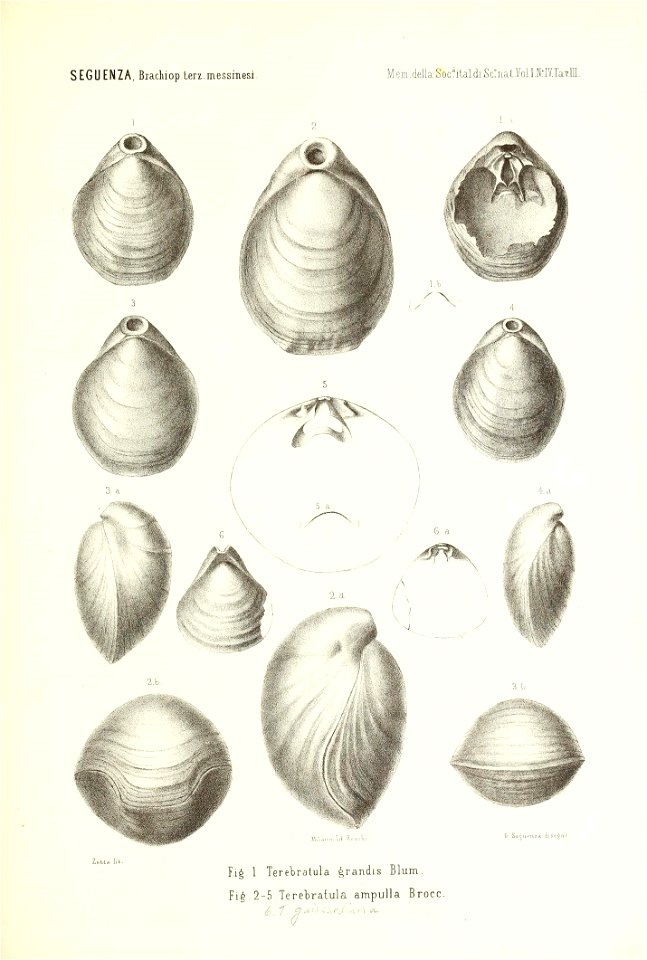 n176_w1150