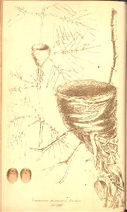 n129_w1150
