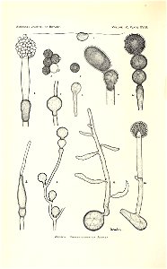 n425_w1150