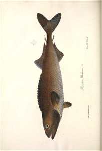 n457_w1150