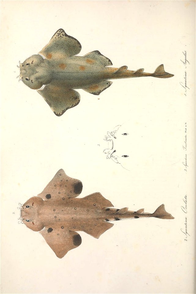 n599_w1150