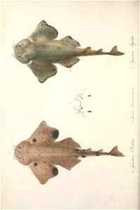 n599_w1150