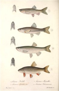 n295_w1150
