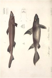 n583_w1150