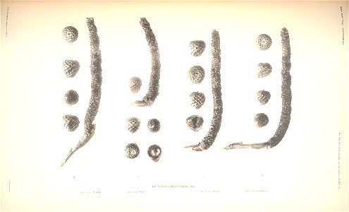 n113_w1150