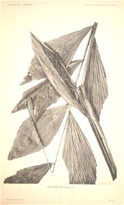 n8_w1150