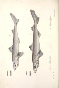 n575_w1150