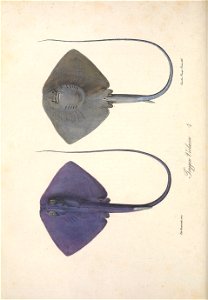 n691_w1150