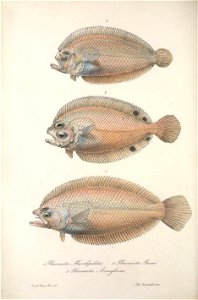 n153_w1150