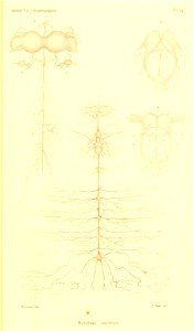 n86_w1150