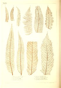 n451_w1150