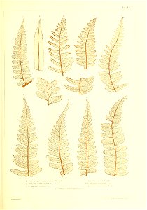 n436_w1150