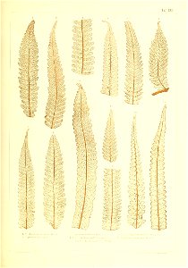 n446_w1150