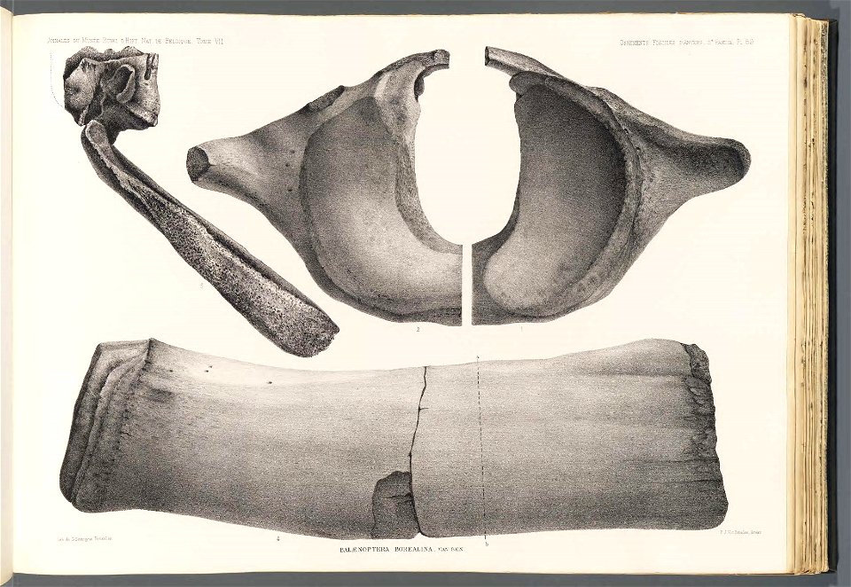 n129_w1150