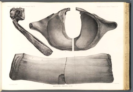 n129_w1150