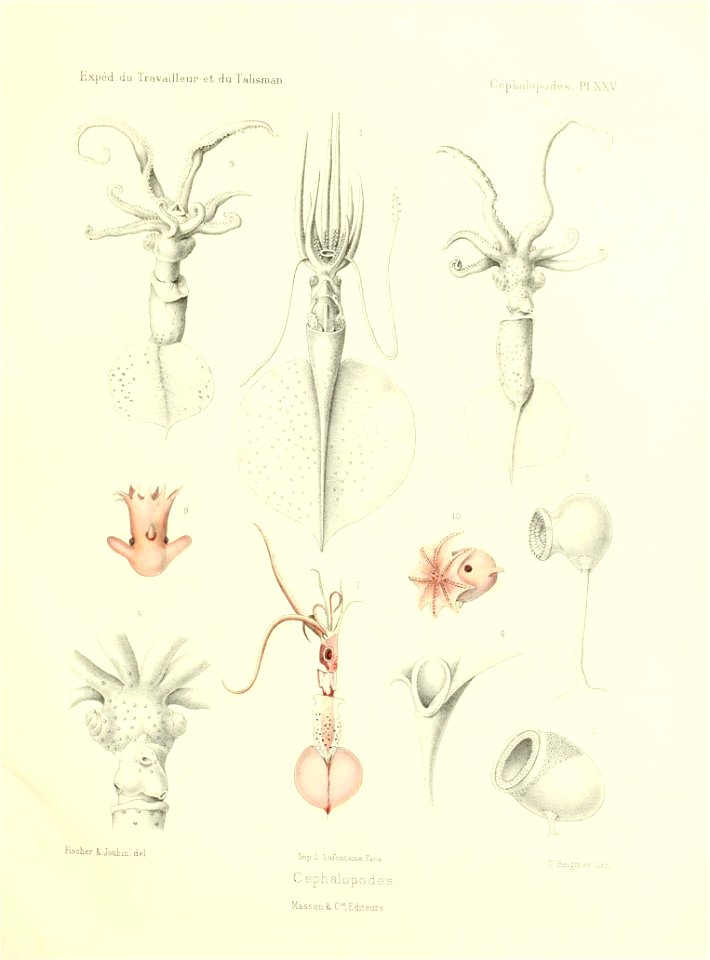 n556_w1150