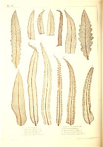 n457_w1150