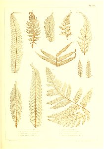 n442_w1150