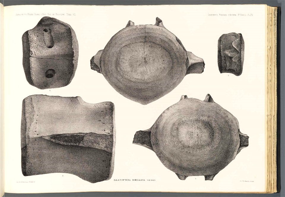 n154_w1150