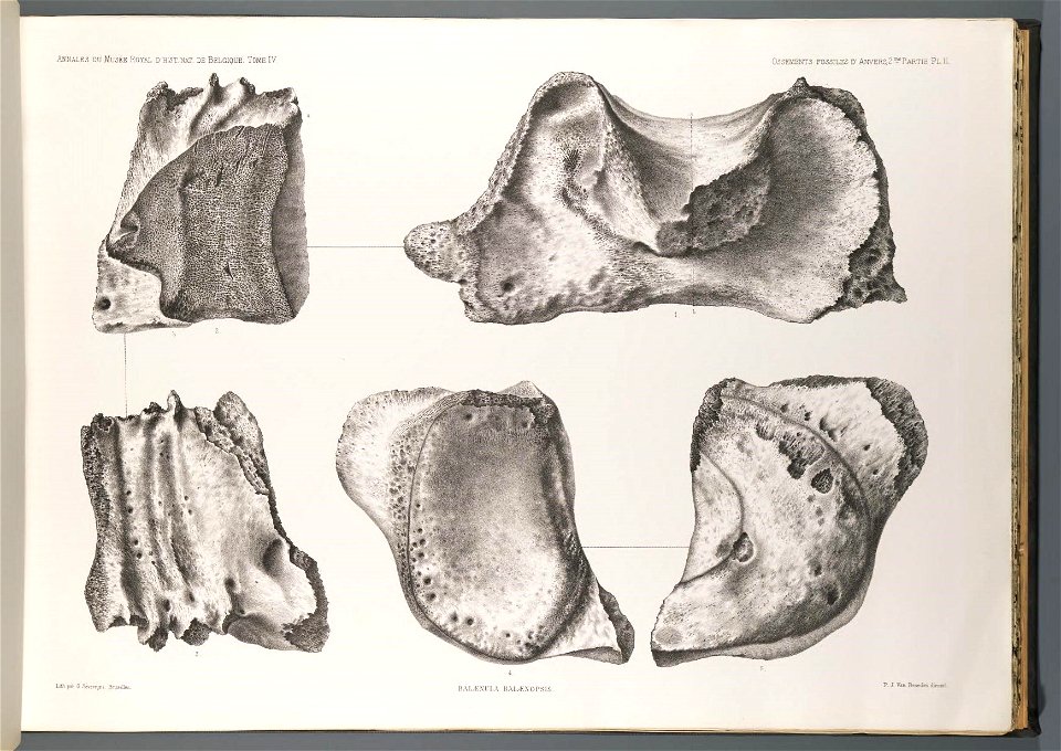 n51_w1150