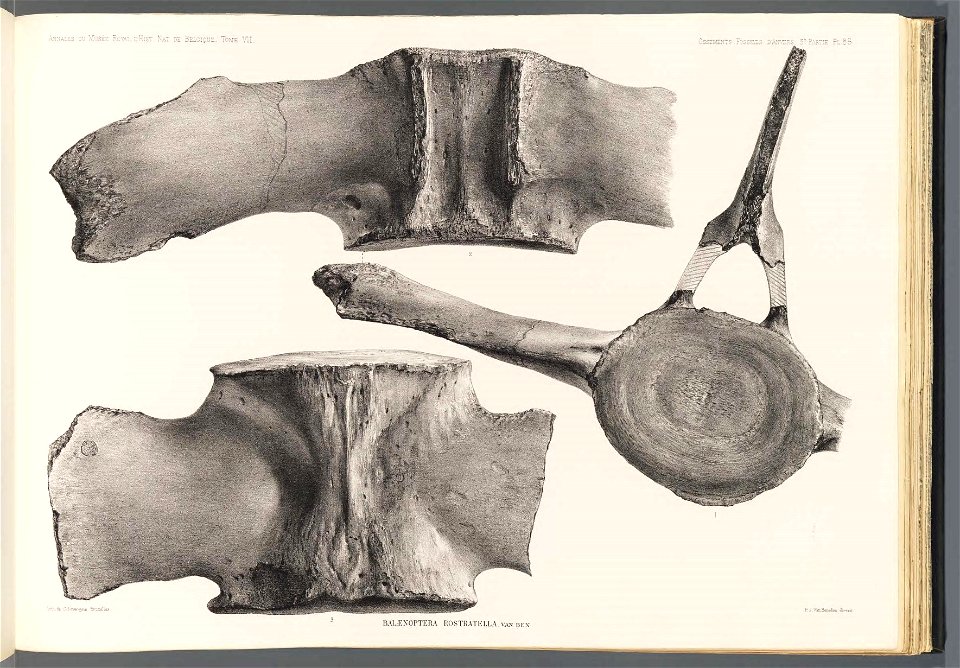 n195_w1150